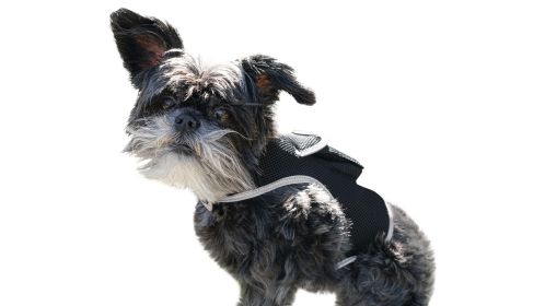 Wireless Pocket GSM  Dog GPS Collar Pet Location Finder Waterproof Size:XXL