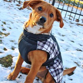 Alpine All-Weather Dog Coat (Color: Black and White Plaid, size: X-Small)