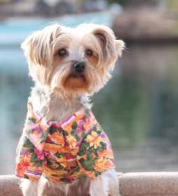 Hawaiian Camp Shirt (Color: Sunset Hibiscus, size: XX-Small)