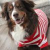 Dog Polo Striped Shirt